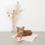 ホールケーキぬいぐるみ