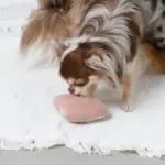 ノーズワークふんわりハートのおもちゃ