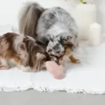 ノーズワークふんわりハートのおもちゃ