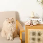 ノーズワークふんわりハートのおもちゃ