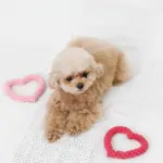 ハートのロープおもちゃSET