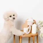 デンタルロープ鳴き笛入りマカロンカップケーキ