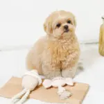 デンタルロープ鳴き笛入りマカロンカップケーキ