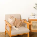 デンタルロープ鳴き笛入りマカロンカップケーキ