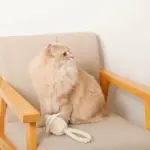 デンタルロープ鳴き笛入りマカロンカップケーキ