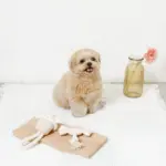 デンタルロープキャンディ