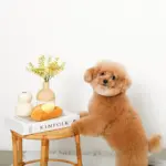 クロワッサンとバターのノーズワークぬいぐるみ