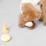 きのこのノーズワークおもちゃ