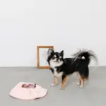 ノーズワーク2wayマット