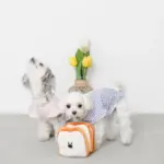 ノーズワーク食パン3SET