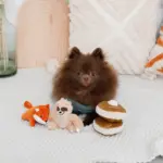 ノーズワークホットケーキ