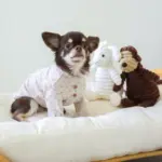 コーデュロイのひつじさん