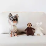 コーデュロイのサルさん