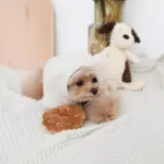 ドーナツおもちゃ