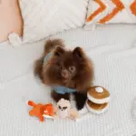 ちいさなキツネさん