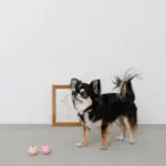 ノーズワークシリコンミニボール