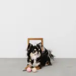 ノーズワークシリコンミニボール