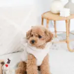 ツリーとトナカイ