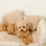 ソファーベッド【名入れ刺繍対応】