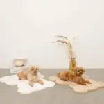 くまさんファーマット