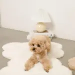 くまさんファーマット