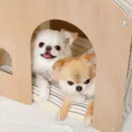 室内用ストライプペットハウス クッション付