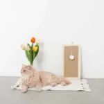 長方形壁掛け爪とぎマット