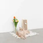 長方形壁掛け爪とぎマット