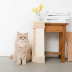 柱コーナー爪とぎ