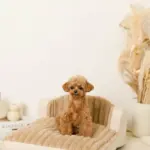 もこもこソファクッションベッド