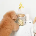 リーフ柄ウッド蓋ガラスキャニスター