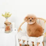 レトロ柄ウッド蓋ガラスキャニスター