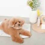 tomboniaコラボひんやりジェルマット