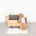 モダンクラシックペットベッド