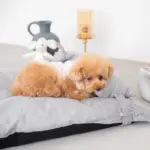 メランジペットマットベッド