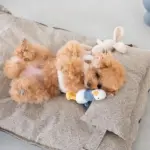 メランジペットマットベッド