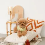 ジグザグフリンジクッション