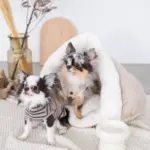 ドーム型ボアハウス