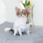 モダンドッグクッション