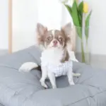 モダンドッグクッション