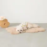 くまさんマット