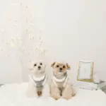 スノー刺繍ハーネス+リードSET【名入れ刺繍対応】