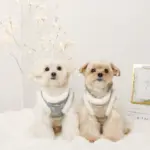 スノー刺繍ハーネス+リードSET【名入れ刺繍対応】