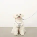 ツイードチェックファーハーネス+リードSET【名入れ刺繍対応】