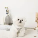 ツイードチェックファーハーネス+リードSET【名入れ刺繍対応】