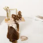 くまさんギンガムチェックおんぶハーネス+リードSET【名入れ刺繍対応】