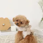 くまさんギンガムチェックおんぶハーネス+リードSET【名入れ刺繍対応】