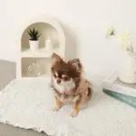 コットンレースフリルハーネス+リードSET【名入れ刺繍対応】