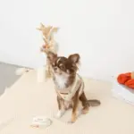 ボアチューリップ刺繍ハーネス+リードSET【名入れ刺繍対応】