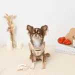 ボアチューリップ刺繍ハーネス+リードSET【名入れ刺繍対応】